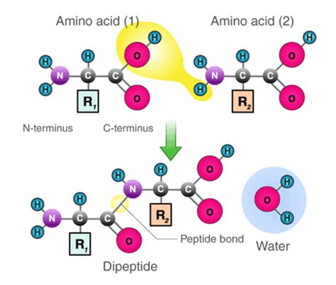 Title: Peptide Bond Part 1- FlexiPrep