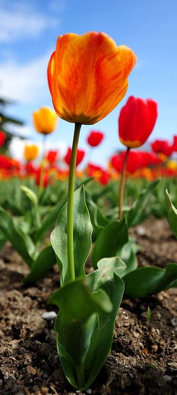 Desktop Background Hd Flowers