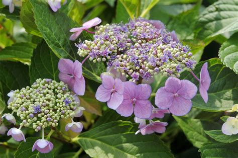 How to Grow and Care for Lacecap Hydrangea