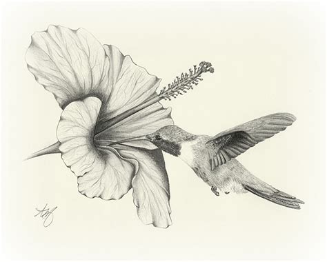 Flower And Bird Drawing at GetDrawings | Free download