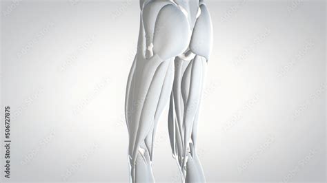 leg muscles, human muscular system, 3D human anatomy, 3D render Stock ...