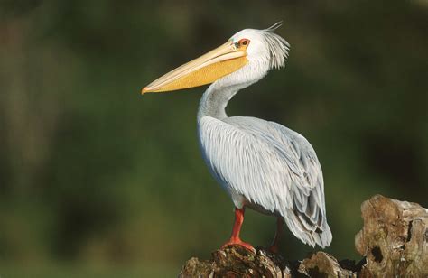 10 of the Best Birding Hotspots in Southern Africa