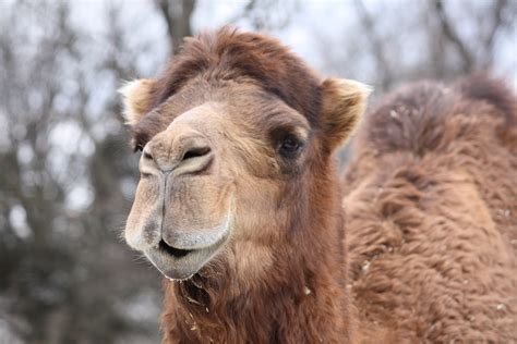 File:Dromedary Camel 14.jpg