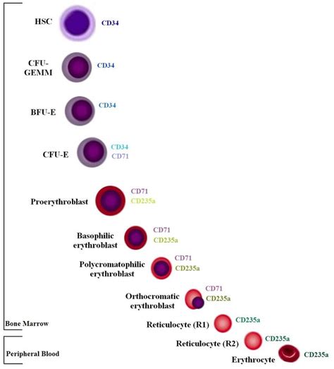 MicrobeNotes - Stages of erythropoiesis 🩸 #hematology... | Facebook