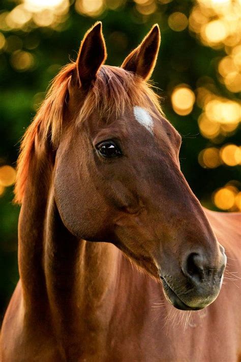 Caballo | Caballos y perros, Caballos bonitos y Fotos de caballos