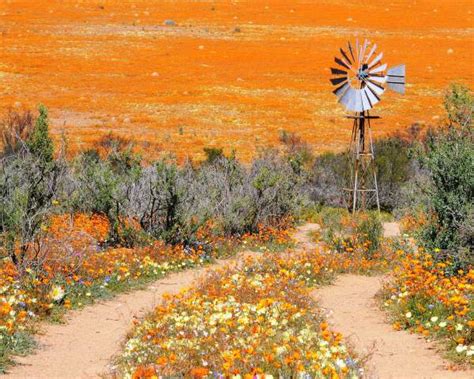 How to visit Namaqualand Flower route - The Curious Journal