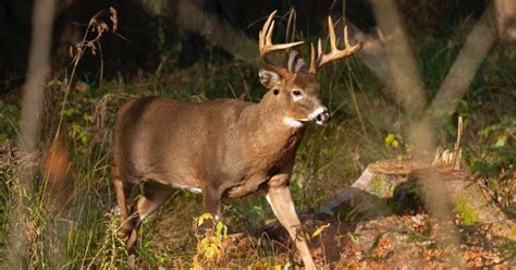 How studying the weather can change your deer hunting season