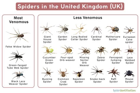 Types of Spiders in the UK: List with Pictures