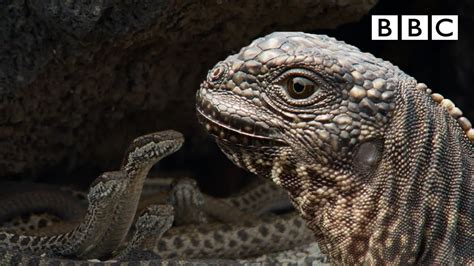 Iguana chased by killer snakes | Planet Earth II: Islands - BBC - YouTube