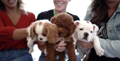 Petland Puppies at the WOW Center - Petland Florida