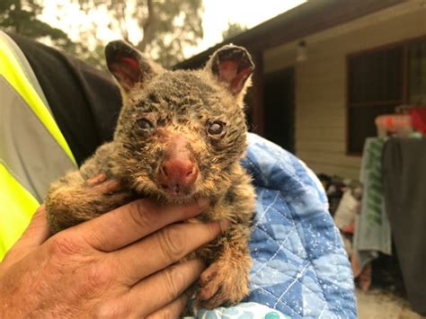 What it's like working with wildlife rescued from Australia's deadly ...