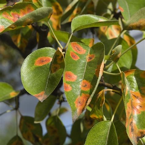 Anthracnose, Apple Scab, and Rust, Oh My! | Tomlinson Bomberger