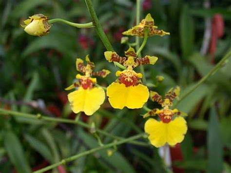 Oncidiums - Sarusanda Orchid