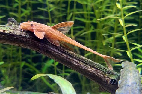 Red Lizard Whiptail Catfish Tank Size & Care Guide