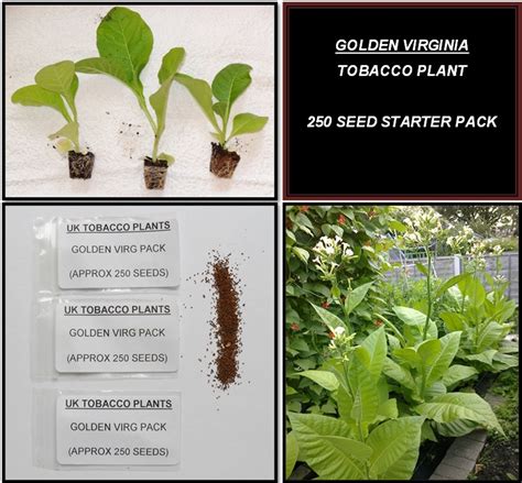 Tobacco Plant Seeds