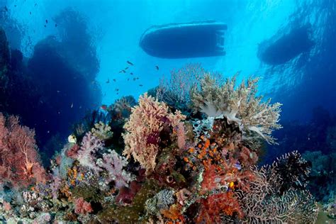 Raja Ampat Diving: The Definitive Guide - Epic7Travel.com Adventure Travel Blog