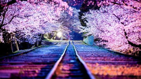 Night Cherry Blossom Wallpaper 1920X1080 - Goimages County