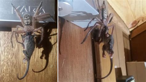 Guests witness massive huntsman spider eating a possum in their ski lodge