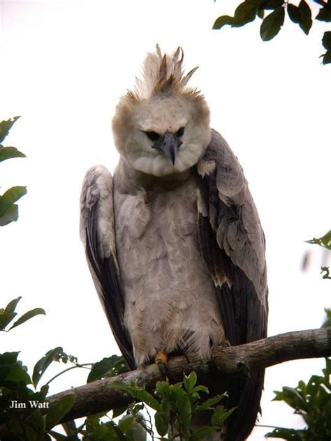 Pin de Indigo Wings em Harpia | Harpia harpyja, Harpia, Aves de rapina