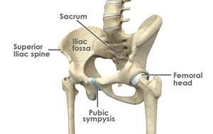 Hip Joint Anatomy | Hip Joint Treatment Houston | Hip Joint Surgery Houston