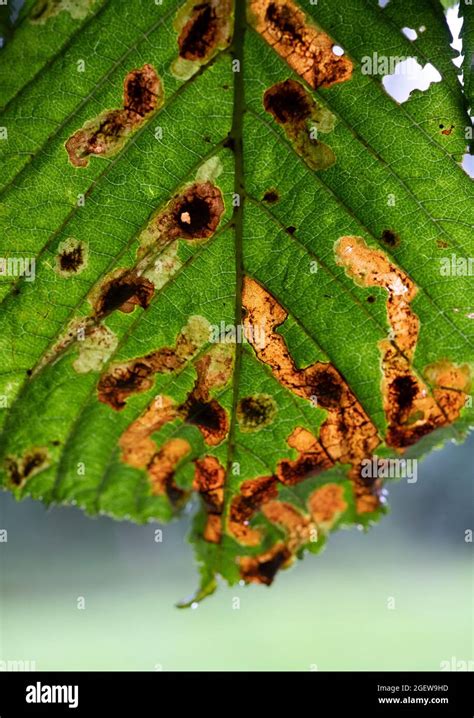 A Horse Chestnut tree showing signs of Leaf Blotch disease ...