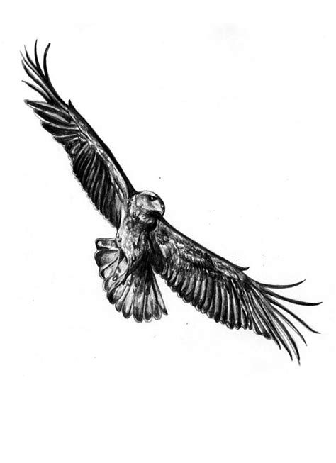 Soaring Eagle Sketch