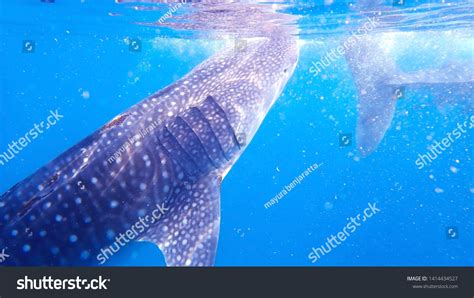 Whale Shark Oslob Cebu Philippines Stock Photo 1414434527 | Shutterstock