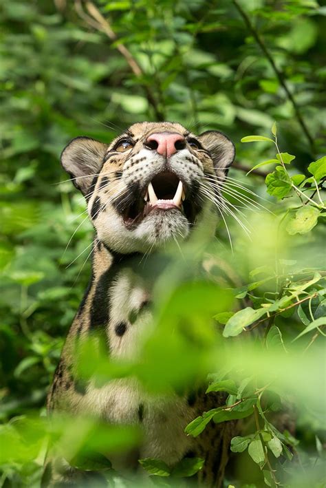 BORNEO WILDLIFE, RIVERS AND BEACHES | Rainforest animals, Clouded leopard, Borneo