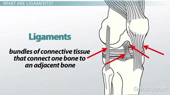 Ligament | Definition, Structure, Function & Types - Lesson | Study.com