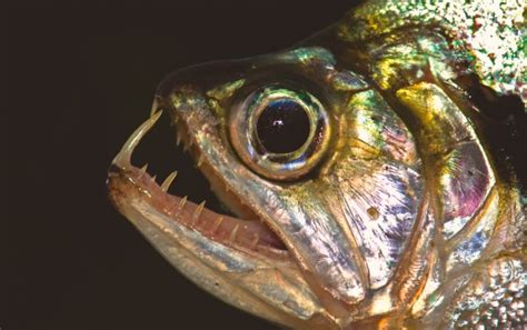 The tooth, the whole tooth and nothing but the tooth - Practical Fishkeeping