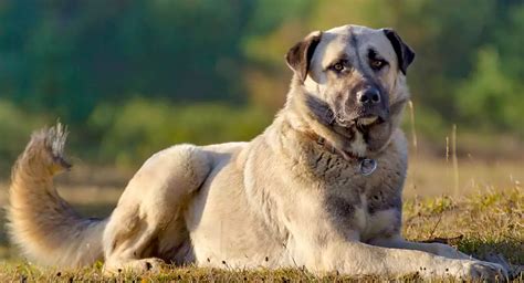 Anatolian Shepherd Dog Breed, Price, Lifespan, Temperament and Size » DecadesLife