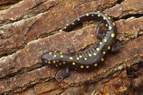 Discover Nature: Salamander Metamorphosis | KBIA