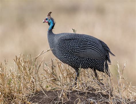 Serengeti Birds - HawkeBackpacking.com