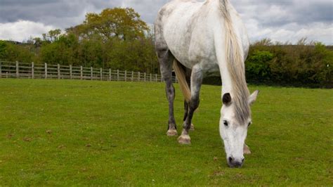 Melanoma in Horses | PetMD