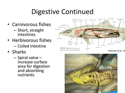 PPT - Fish Internal Anatomy and Physiology PowerPoint Presentation ...