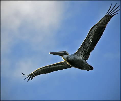 Everglades Wildlife | Raymond Gehman Photography