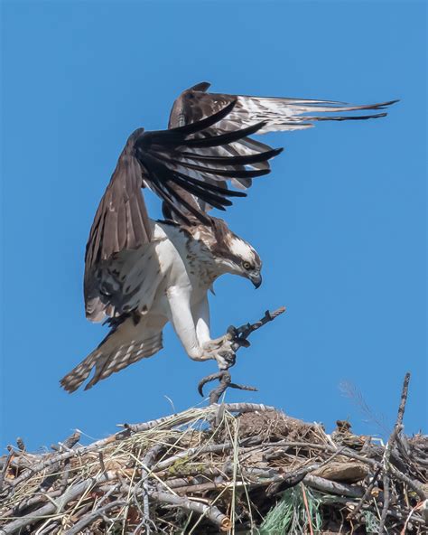 Osprey | Nesting Osprey near Crater Lake National Park, Oreg… | Flickr