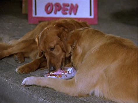 Air Bud 3: World Pup (2001) - Disney Screencaps | Air bud, Pup, Disney live action