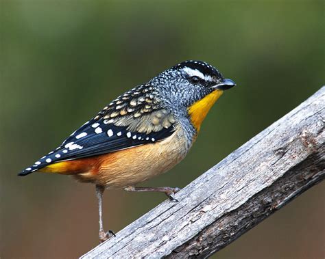 Spotted Pardalote (Male) (Pardalotus punctatus) - a photo on Flickriver