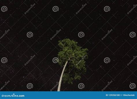 Pine Tree Under Starry Night Sky Stock Photo - Image of glow, astronomy: 129356180