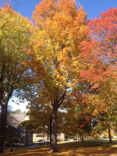 Sugar Maple | Bates Canopy | Bates College