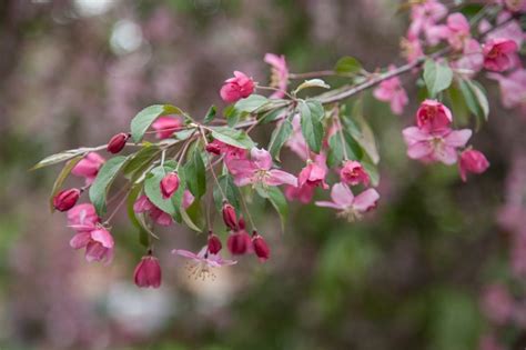 Why You Should Plant a Weeping Crabapple Tree - Birds and Blooms