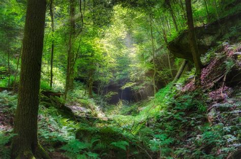 Front-line workers find stress relief viewing nature in VR headsets