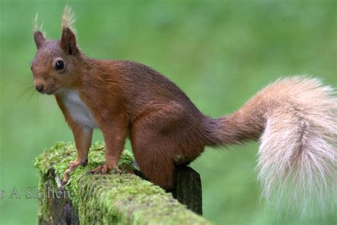 Northern Red Squirrels – Coordinating red squirrel conservation ...