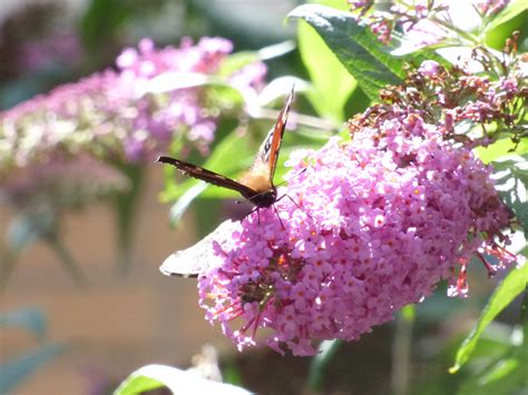 Free picture: flower, nature, flora, leaf, macro, detail, animal, garden, tree, petal, insect