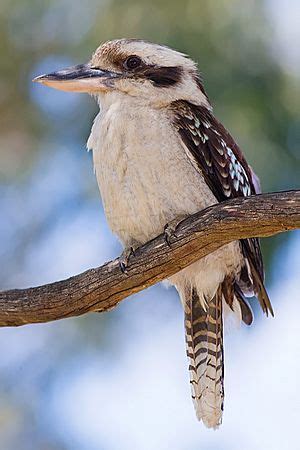 Laughing kookaburra Facts for Kids