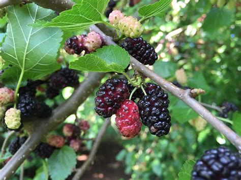 Morus rubra (Red Mulberry): Minnesota Wildflowers