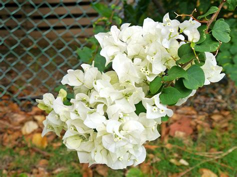 White bougainvillea