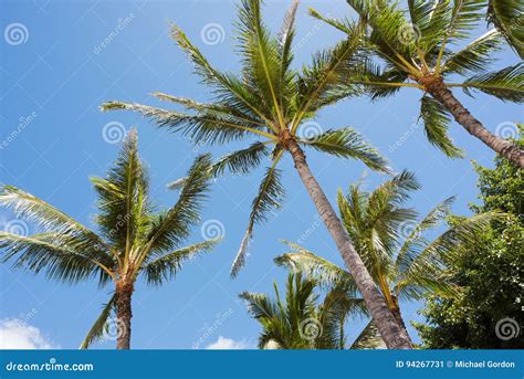 Hawaiian Palm Trees stock image. Image of palm, trees - 94267731