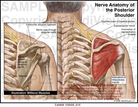 Nerve Anatomy of the Posterior Shoulder Medical Exhibit